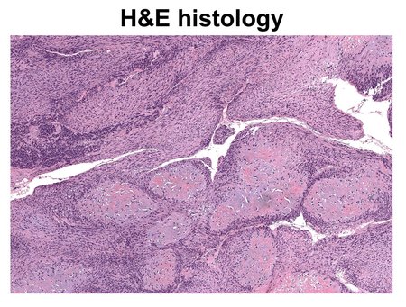 A field of cells shown at a microscopic level