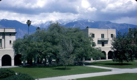 The Engelmann oak as it appeared in 1965.