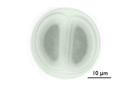 Bacterium