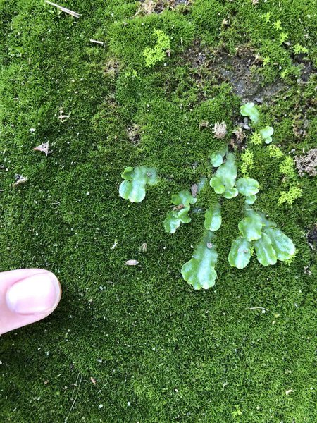 Photo of moss with a hand pointing to it