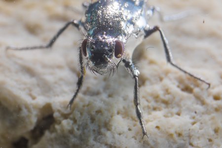 an alkali fly in a bubble.