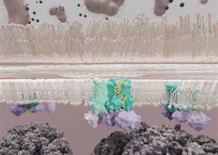 e. coli bacterial cell wall with invading  phi x 174 virus