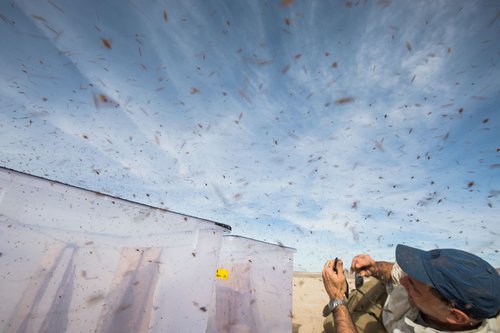 Thousands of fruit flies exit a bucket on a dry lakebed