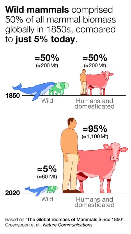 In 1850, wild mammals composed roughly the same total biomass as humans and domesticated mammals combined. By 2020, wild mammals had shrunk to 5 percent of all biomass, while humans and domesticated mammals soared to 95 percent.