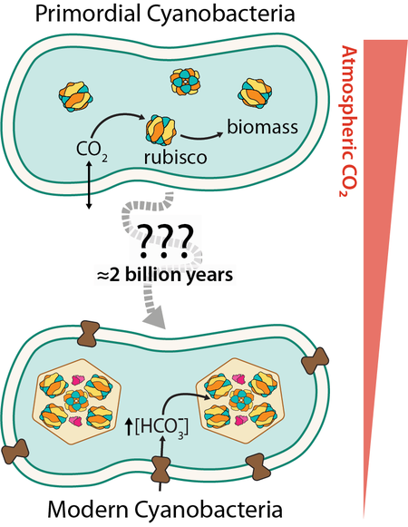 Diagram of "primordial cyanobacteria" containing CO2 with an arrow to rubisco and an arrow to biomass. Questions marks and "2 billion years" lead to a diagram of "Modern Cyanobacteria" which contain a complex CCM diagram.